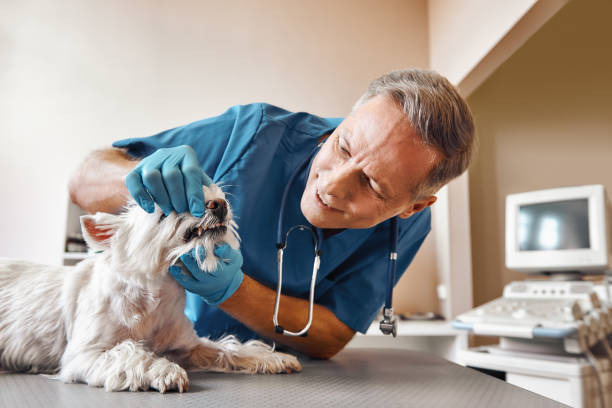 Best Emergency Tooth Extraction in Springville, NY